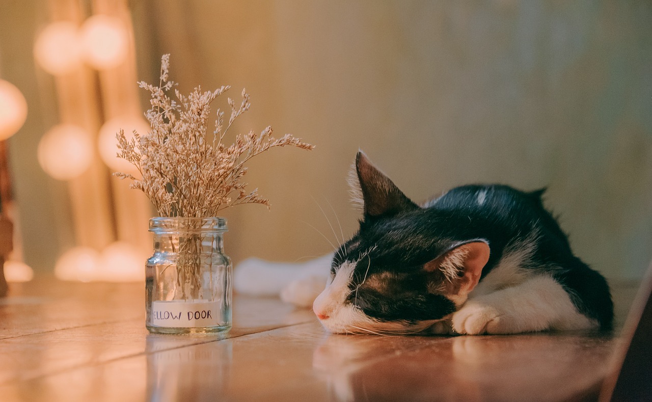 狸花猫把橘猫踢成直立形态，狸花猫与橘猫的激烈对决，瞬间变身直立姿态的橘猫挑战